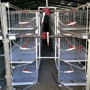 Cages en batterie poules pondeuses 1000 poules pondeuses cage avec collecte d'œufs ferme avicole