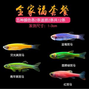Peces cebra vivos de 1-3 cm, variedades coloridas para acuario. - Product Image 1