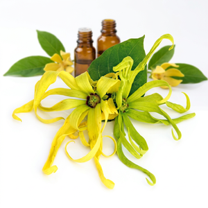 Wholesale <b>Supplier</b> of Ylang- Ylang Oil From India - Product Image 1