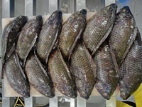 Le fournisseur professionnel de la Chine offre des poissons vivants de tilapia noir 80/90/100% du poids net 10 Kg du tilapia congelé en vrac