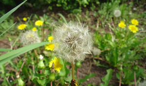 Nhà máy cung cấp chất lượng tốt bán buôn bồ công anh chiết xuất từ rễ Bột Bồ Công Anh chiết xuất bột - Product Image 6