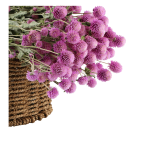 Fiori Secchi all'Ingrosso, Fiori di Amaranto Globo, Gomphrena Globosa Naturale Essiccata per Decorazioni Domestiche e Oggetti di Scena Fotografici - Product Image 4