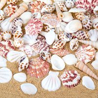 Ensemble de 90+ coquillages marins naturels, coquillages d'océan mélangés, tailles variées de 0,8 à 2,5 pouces, coquillages, coquilles Saint-Jacques et conques pour travaux manuels de plage