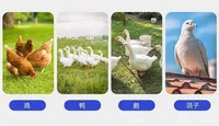 Bagues de patte en plastique à fermeture éclair pour volailles, numérotées, colorées, pour l'identification des poulets, canards, oies et bétail