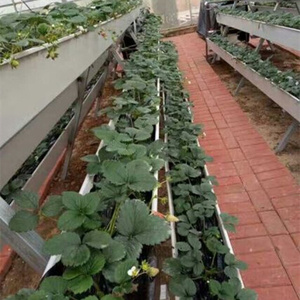 Offre Spéciale grand couvercle en verre de <span class=keywords><strong>crochet</strong></span> de <span class=keywords><strong>gouttière</strong></span> de plantation de tomates et de fraises hydroponiques pour serre multi-travées - Product Image 4