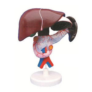 Modello didattico di anatomia distributiva delle artiere celiaca di fegato, milza, pancreas e duodeno per la scienza medica - Product Image 1