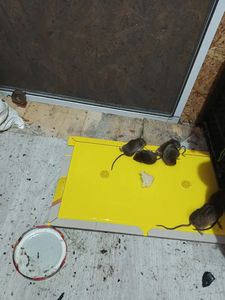 Piège à <span class=keywords><strong>souris</strong></span> écologique à colle, plaques de colle de haute qualité pour <span class=keywords><strong>souris</strong></span> et rats, <span class=keywords><strong>papier</strong></span> collant pour <span class=keywords><strong>souris</strong></span> à haute viscosité - Product Image 5