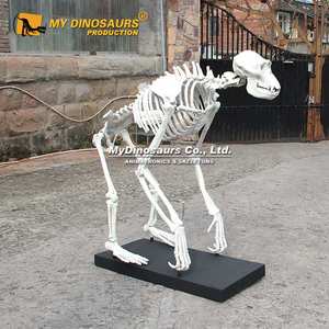 My Dino AS002 Museo Exposición Tamaño Real Chimpancé <span class=keywords><strong>Gorila</strong></span> <span class=keywords><strong>Esqueleto</strong></span> - Product Image 2