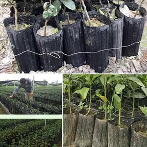 Pot de culture en plastique surélevé pour semis, pot de pépinière pour la culture des oranges Navel - Product Image 6