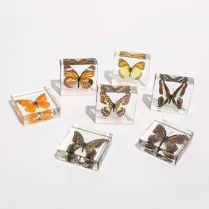 Reçine zanaat koleksiyonu gömülü gerçek böcek kağıt ağırlığı biyolojik hayvan kristal örnekleri - Product Image 5