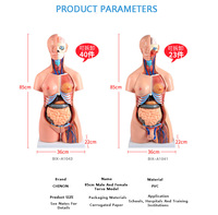 Modelo de Torso Anatómico Humano Realista de 85 cm, Esqueleto Médico de Doble Sexo con 23 Órganos Desmontables, Material de PVC, para Uso Hospitalario