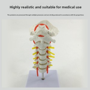 Modelo anatómico de columna Cervical humana, arteria carótida, disco intervertebral <span class=keywords><strong>Posterior</strong></span> occipital, ligamento, modelo de enseñanza de nervio - Product Image 4