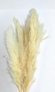 Herbe séchée blanche pour décoration intérieure, blanchie, grande taille, vente en gros usine Yunnan, pour Mariage, Noël, Remise de diplôme, Fête des Mères, Halloween - Product Image 2