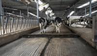 Structure en acier préfabriquée de style design industriel pour bâtiment agricole, hangar à vaches, étable à chevaux, abri pour vaches