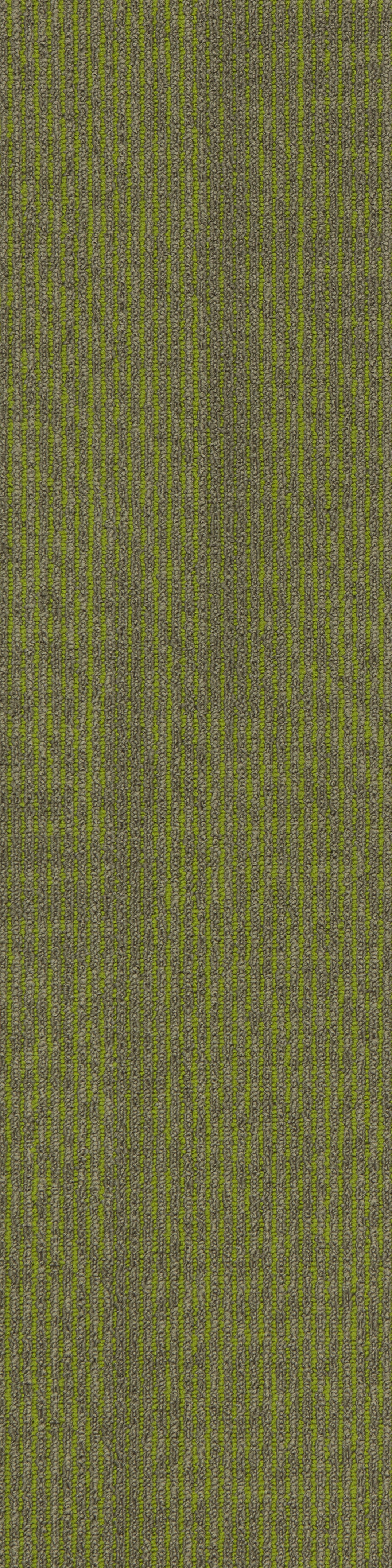 สีดำสีกากี