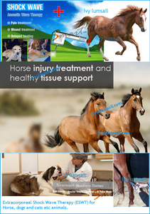 Machine équine animale vétérinaire d'onde de choc minimalement envahissante pour le cheval - Product Image 6