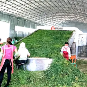 Shouchuang Continuous Conveyor Mesh Belt Dryer Machine Alfalfa Horse Grass Moringa Leaf Plantain Drying Equipment