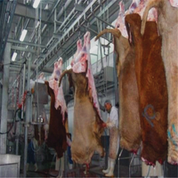 Machine industrielle d'abattage de bétail en acier inoxydable, équipement d'abattoir haute performance, outil d'abattage