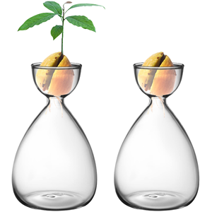 <span class=keywords><strong>Vase</strong></span> en verre pour plantes d'<span class=keywords><strong>avocat</strong></span>, <span class=keywords><strong>vase</strong></span> de démarrage pour plantes d'<span class=keywords><strong>avocat</strong></span>, <span class=keywords><strong>vase</strong></span> en verre pour la culture d'avocatiers - Product Image 1