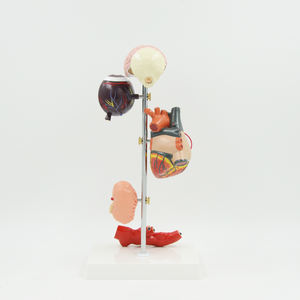 Modèle d'haute pression pour anatomie du cerveau, anatomie, cœur et cerveau, équipement éducatif, démonstration d'anatomie - Product Image 2