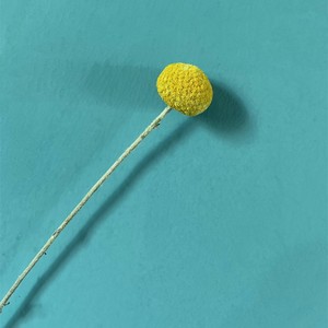Arreglos de ramo de Plantas secas G50 decorar Craspedia Natural Globosa flores secas amarillo Billy botones bolas ramo - Product Image 6