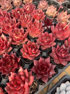 <span class=keywords><strong>Echeveria</strong></span> Agavoides 'Robin', Suculenta Pequeña Ecológica para Decoración Interior/Exterior del Hogar, Ideal para Espacios Pequeños - Product Image 4