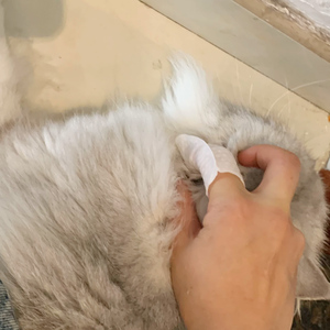 Salviette per la pulizia di denti e orecchie per animali domestici OEM, personalizzabili con etichetta privata, per cani e gatti, per negozi di animali, canili e cliniche veterinarie - Product Image 6