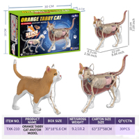 Maquette d'anatomie réaliste de chat bleu, jouet éducatif interactif STEM pour les démonstrations en classe de sciences et d'ingénierie, avec étui de présentation