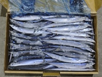 Saury du Pacifique entier congelé, emballage en vrac, poisson frais de haute qualité, riche en matières grasses, Saury congelé 80-110g