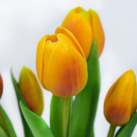 Susunan Bunga Tulip Buatan 5 Tangkai, Mirip Asli dengan Sentuhan Realistis, untuk Wisuda, Hari Ibu, Rumah, Kantor, Meja