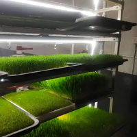 Système automatique de culture hydroponique de fourrage d'orge avec plateaux verts pour l'alimentation du bétail