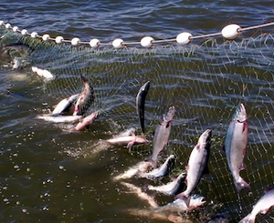 Piège de pêche monofilament, piège à poisson de pêche Filets maillants de pêche en nylon adaptés au Crucian - Product Image 6