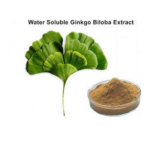 Gingko สารสกัดจากผง24% flavonoids ที่6% terpene lactones - Product Image 6