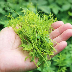 Longxu Dragon-barbe Jiaogulan Gynostemma Pentaphylla Herb Pur-naturel Organique Pingli Jiaogulan Tisane Douce - Product Image 2