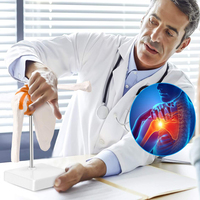 Modelo de articulación de hombro de esqueleto humano, simulación de plástico, tipo de anatomía médica