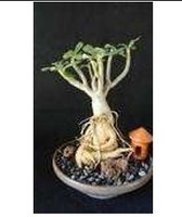 Autocollants magnétiques pour réfrigérateur, articles de décoration intérieure uniques et personnalisés, vente en gros d'arbres Baobab originaux