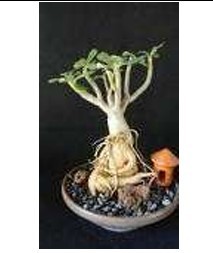 Autocollants magnétiques pour réfrigérateur, articles de décoration intérieure uniques et personnalisés, vente en gros d'arbres Baobab originaux - Product Image 2