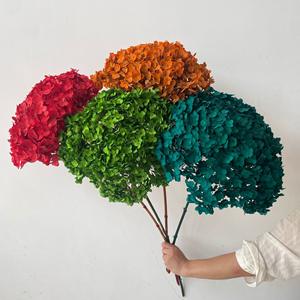 Dekorasi bunga kering alami, bunga hidrangeas Anna yang diawetkan - Product Image 3