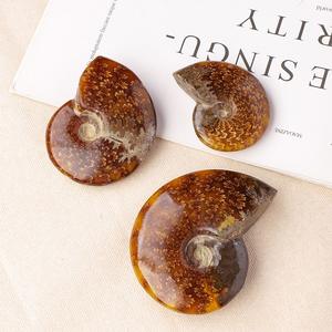 Groothandel Natuurlijke Ammoniet Fossiele Specimen Genezende Kristallen Kwarts Edelstenen Voor Minerale Geschenken - Product Image 4