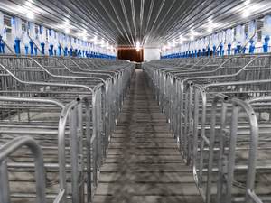 PH Profesional Nuevo Diseño Cerdo Inmersión en caliente Galvanizado Cajón de gestación Cerda Puesto de gestación - Product Image 4