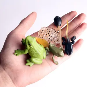 Morefun Mainan Hewan Plastik Model Serangga Simulasi PVC Padat Alat Pengajaran Katak Mainan Siklus Hidup