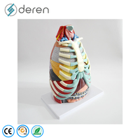 Modèle d'anatomie de la cavité thoracique grandeur nature en silicone souple PVC, cœur et poumons, couleur naturelle, pour les écoles de médecine et les universités