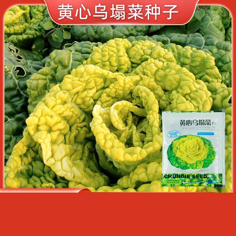 4# Chou coeur jaune