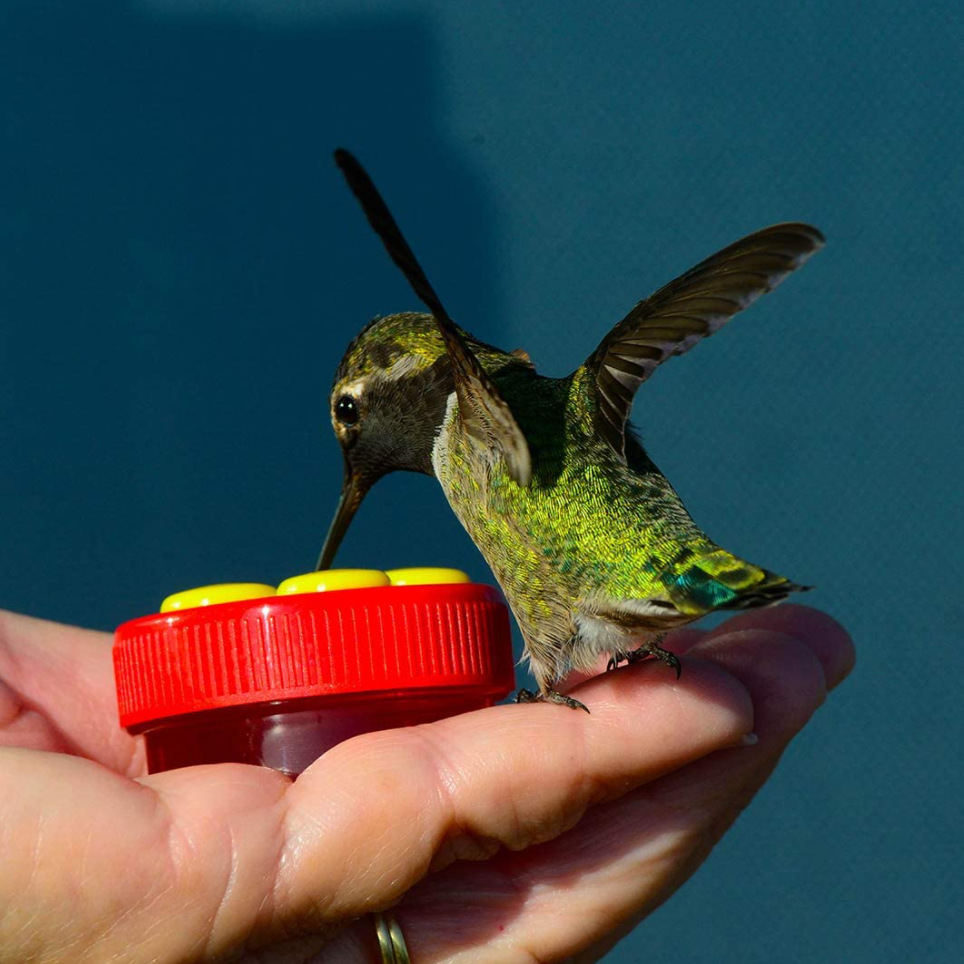 humming bird nectar