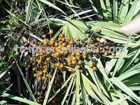 Polvere di Serenoa Repens Saw Palmetto 45% Acidi Grassi, Estratto Premium per Salute Urinaria e Supporto Ormonale - Product Image 3