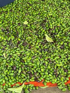 Detox ayurvédique Herb Black Terminalia Chebula Style de fruits secs - Product Image 3