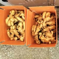 新鲜作物热销中国出口价格150g/200g/250g/1千克中国成熟鲜姜