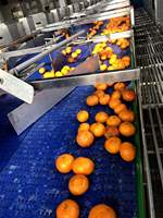 Industriële Automatische Mandarijn Oranje Peeling Machine