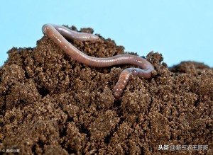 Premium <strong>Worm</strong> <strong>Castings</strong> Vermicompost <strong>Organic</strong> Fertilizer - 100% Natural <strong>Soil</strong> Enhancer / OEM &amp; ODM Services Available - Product Image 4