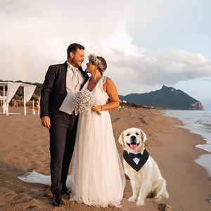 Perro esmoquin pajarita <span class=keywords><strong>Collar</strong></span> Formal boda cumpleaños Bandana para pequeño mediano grande S - Product Image 4